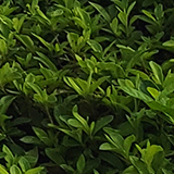 ヤシの木と空の写真